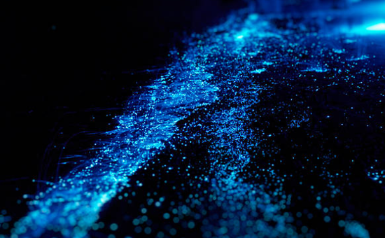 Bioluminescence in Florida: Best Times and Places to See Nature Glow