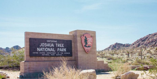 Joshua Tree Campgrounds Guide: Best Spots for National Park Camping
