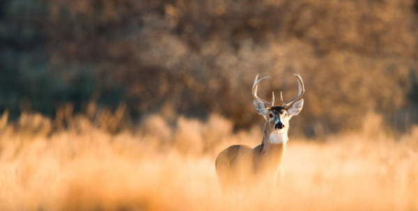 All About the Alabama Deer Hunting Season 2025