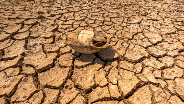 How to Prepare for Extreme Heat Events