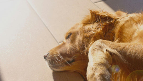 Keeping Pets Safe During Heat Waves And Power Outages