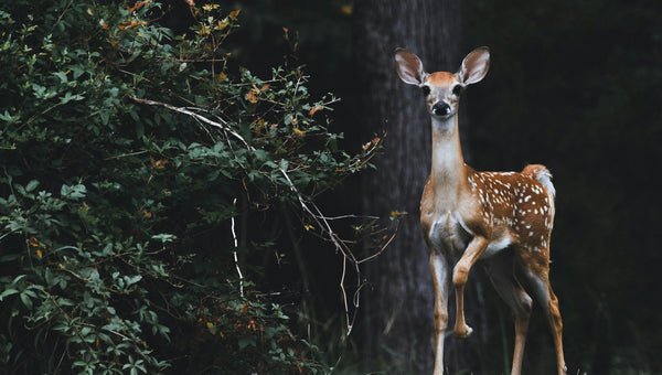 2026–27 Deer Hunting Dates for Key U.S. States